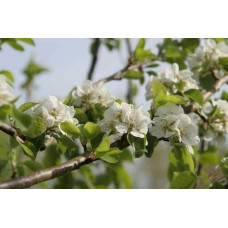 Груша звичайна ‘Олександрівка’|Pyrus communis ‘Oleksandrivka’|Груша обыкновенная ‘Александровка’