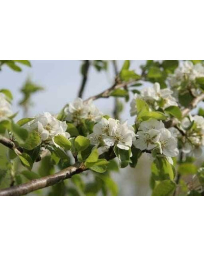 Груша звичайна ‘Олександрівка’|Pyrus communis ‘Oleksandrivka’|Груша обыкновенная ‘Александровка’
