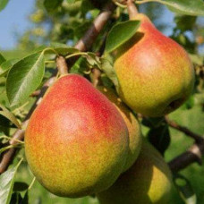Груша звичайна ‘Олександрівка’|Pyrus communis ‘Oleksandrivka’|Груша обыкновенная ‘Александровка’