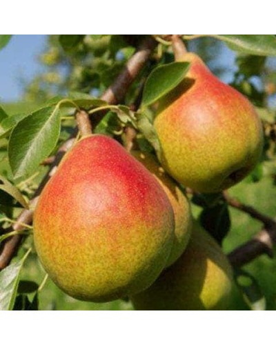 Груша звичайна ‘Олександрівка’|Pyrus communis ‘Oleksandrivka’|Груша обыкновенная ‘Александровка’