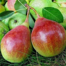 Груша звичайна ‘Олександрівка’|Pyrus communis ‘Oleksandrivka’|Груша обыкновенная ‘Александровка’