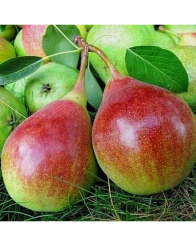 Груша звичайна ‘Олександрівка’|Pyrus communis ‘Oleksandrivka’|Груша обыкновенная ‘Александровка’