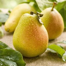 Груша звичайна ‘Олександрівка’|Pyrus communis ‘Oleksandrivka’|Груша обыкновенная ‘Александровка’