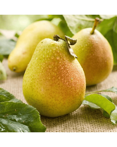 Груша звичайна ‘Олександрівка’|Pyrus communis ‘Oleksandrivka’|Груша обыкновенная ‘Александровка’