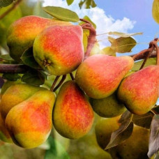 Груша звичайна ‘Олександрівка’|Pyrus communis ‘Oleksandrivka’|Груша обыкновенная ‘Александровка’