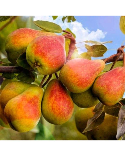 Груша звичайна ‘Олександрівка’|Pyrus communis ‘Oleksandrivka’|Груша обыкновенная ‘Александровка’