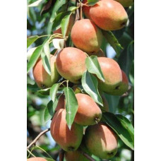 Груша звичайна ‘Киргизька зимова’|Pyrus communis ‘Kyrgyz winter’|Груша обыкновенная ‘Киргизская зимняя’