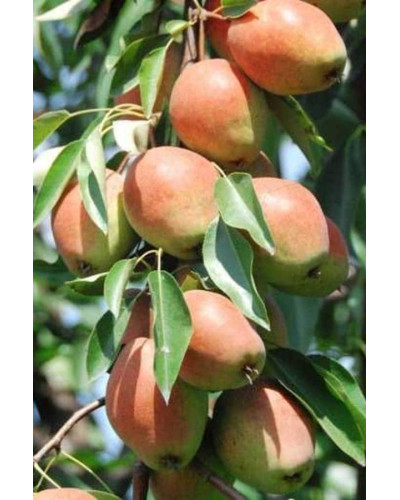 Груша звичайна ‘Киргизька зимова’|Pyrus communis ‘Kyrgyz winter’|Груша обыкновенная ‘Киргизская зимняя’