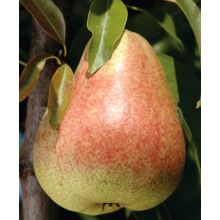 Груша звичайна ‘Киргизька зимова’|Pyrus communis ‘Kyrgyz winter’|Груша обыкновенная ‘Киргизская зимняя’