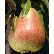 Груша звичайна ‘Киргизька зимова’|Pyrus communis ‘Kyrgyz winter’|Груша обыкновенная ‘Киргизская зимняя’