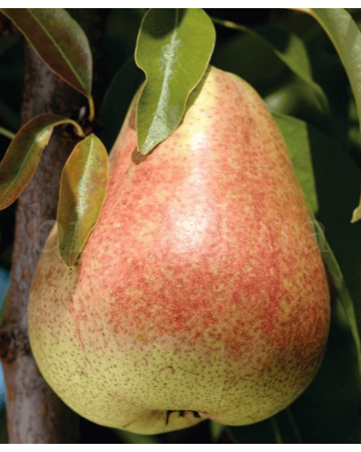 Груша звичайна ‘Киргизька зимова’|Pyrus communis ‘Kyrgyz winter’|Груша обыкновенная ‘Киргизская зимняя’