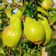 Груша звичайна ‘Киргизька зимова’|Pyrus communis ‘Kyrgyz winter’|Груша обыкновенная ‘Киргизская зимняя’