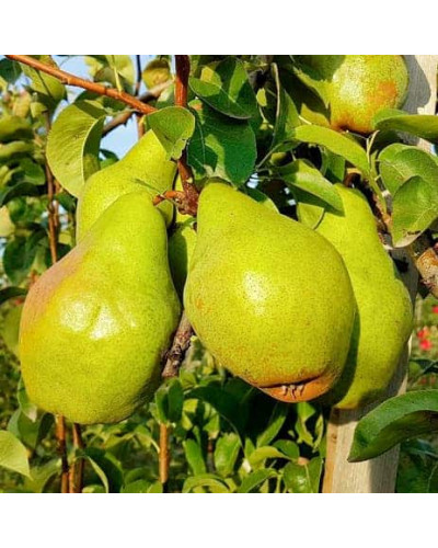 Груша звичайна ‘Киргизька зимова’|Pyrus communis ‘Kyrgyz winter’|Груша обыкновенная ‘Киргизская зимняя’