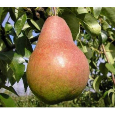 Груша звичайна ‘Киргизька зимова’|Pyrus communis ‘Kyrgyz winter’|Груша обыкновенная ‘Киргизская зимняя’