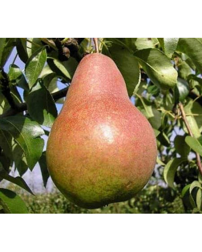 Груша звичайна ‘Киргизька зимова’|Pyrus communis ‘Kyrgyz winter’|Груша обыкновенная ‘Киргизская зимняя’
