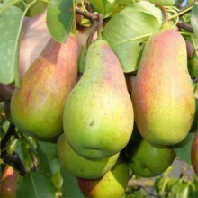 Груша звичайна ‘Киргизька зимова’|Pyrus communis ‘Kyrgyz winter’|Груша обыкновенная ‘Киргизская зимняя’