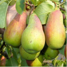 Груша звичайна ‘Киргизька зимова’|Pyrus communis ‘Kyrgyz winter’|Груша обыкновенная ‘Киргизская зимняя’