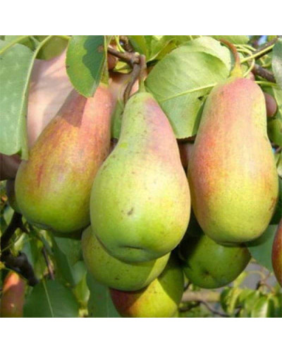 Груша звичайна ‘Киргизька зимова’|Pyrus communis ‘Kyrgyz winter’|Груша обыкновенная ‘Киргизская зимняя’