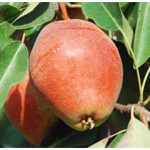 Груша звичайна ‘Киргизька зимова’|Pyrus communis ‘Kyrgyz winter’|Груша обыкновенная ‘Киргизская зимняя’