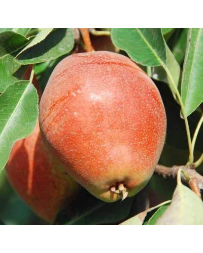 Груша звичайна ‘Киргизька зимова’|Pyrus communis ‘Kyrgyz winter’|Груша обыкновенная ‘Киргизская зимняя’