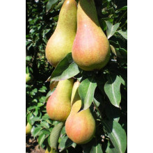 Груша звичайна ‘Аббат Фетель’|Pyrus communis ‘Abbé Fétel’|Груша обыкновенная ‘Аббат Фетель’