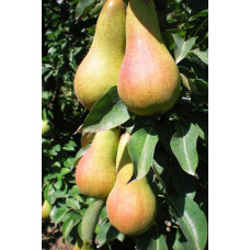 Груша звичайна ‘Аббат Фетель’|Pyrus communis ‘Abbé Fétel’|Груша обыкновенная ‘Аббат Фетель’