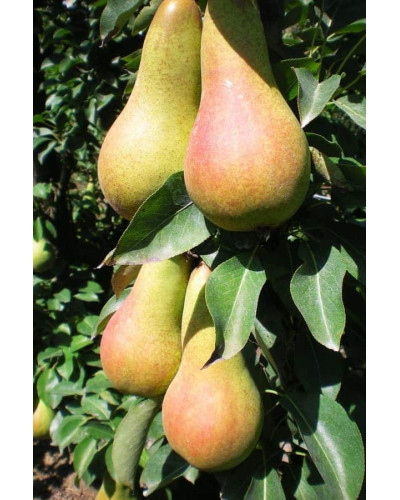 Груша звичайна ‘Аббат Фетель’|Pyrus communis ‘Abbé Fétel’|Груша обыкновенная ‘Аббат Фетель’