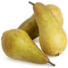 Груша звичайна ‘Аббат Фетель’|Pyrus communis ‘Abbé Fétel’|Груша обыкновенная ‘Аббат Фетель’