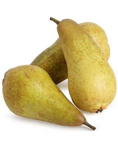 Груша звичайна ‘Аббат Фетель’|Pyrus communis ‘Abbé Fétel’|Груша обыкновенная ‘Аббат Фетель’