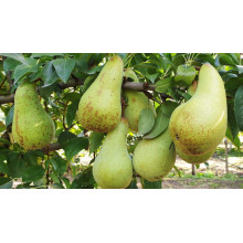 Груша звичайна ‘Аббат Фетель’|Pyrus communis ‘Abbé Fétel’|Груша обыкновенная ‘Аббат Фетель’
