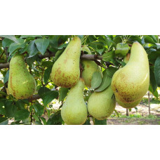 Груша звичайна ‘Аббат Фетель’|Pyrus communis ‘Abbé Fétel’|Груша обыкновенная ‘Аббат Фетель’