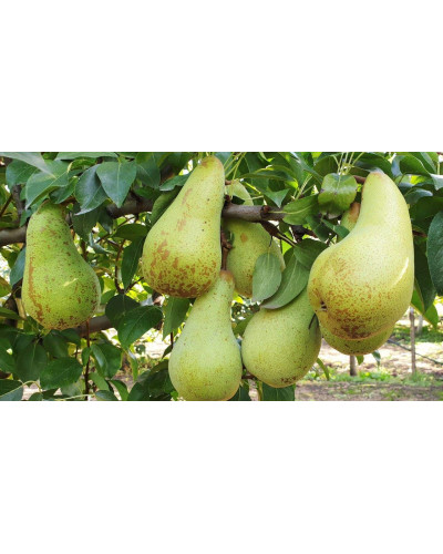 Груша звичайна ‘Аббат Фетель’|Pyrus communis ‘Abbé Fétel’|Груша обыкновенная ‘Аббат Фетель’