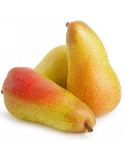 Груша звичайна ‘Аббат Фетель’|Pyrus communis ‘Abbé Fétel’|Груша обыкновенная ‘Аббат Фетель’