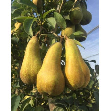 Груша звичайна ‘Аббат Фетель’|Pyrus communis ‘Abbé Fétel’|Груша обыкновенная ‘Аббат Фетель’