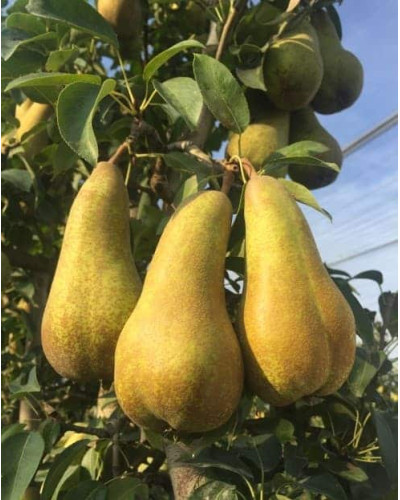 Груша звичайна ‘Аббат Фетель’|Pyrus communis ‘Abbé Fétel’|Груша обыкновенная ‘Аббат Фетель’