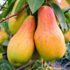 Груша звичайна ‘Аббат Фетель’|Pyrus communis ‘Abbé Fétel’|Груша обыкновенная ‘Аббат Фетель’