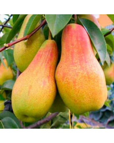 Груша звичайна ‘Аббат Фетель’|Pyrus communis ‘Abbé Fétel’|Груша обыкновенная ‘Аббат Фетель’