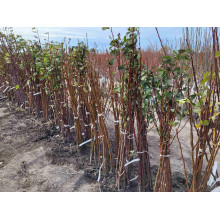 Груша звичайна ‘Аббат Фетель’|Pyrus communis ‘Abbé Fétel’|Груша обыкновенная ‘Аббат Фетель’