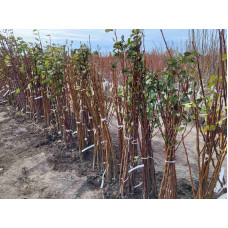 Груша звичайна ‘Аббат Фетель’|Pyrus communis ‘Abbé Fétel’|Груша обыкновенная ‘Аббат Фетель’