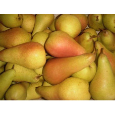Груша звичайна ‘Аббат Фетель’|Pyrus communis ‘Abbé Fétel’|Груша обыкновенная ‘Аббат Фетель’