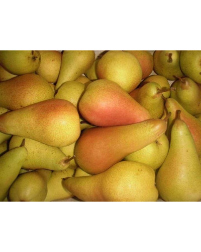 Груша звичайна ‘Аббат Фетель’|Pyrus communis ‘Abbé Fétel’|Груша обыкновенная ‘Аббат Фетель’