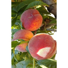 Персик домашній Кондор|Prunus persica ‘Condor’|Персик домашний Кондор