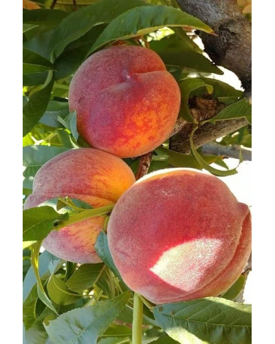 Персик домашній Кондор|Prunus persica ‘Condor’|Персик домашний Кондор