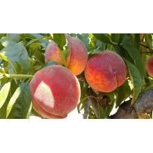 Персик домашній Кондор|Prunus persica ‘Condor’|Персик домашний Кондор