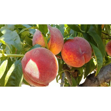 Персик домашній Кондор|Prunus persica ‘Condor’|Персик домашний Кондор