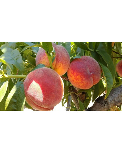 Персик домашній Кондор|Prunus persica ‘Condor’|Персик домашний Кондор