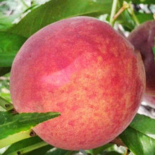 Персик домашній Кондор|Prunus persica ‘Condor’|Персик домашний Кондор
