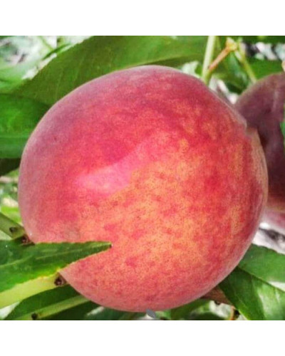Персик домашній Кондор|Prunus persica ‘Condor’|Персик домашний Кондор