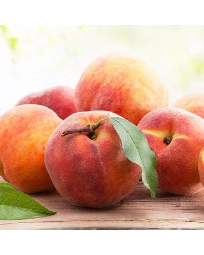 Персик домашній Кондор|Prunus persica ‘Condor’|Персик домашний Кондор