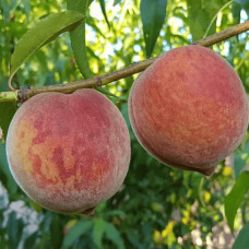 Персик домашній Кондор|Prunus persica ‘Condor’|Персик домашний Кондор